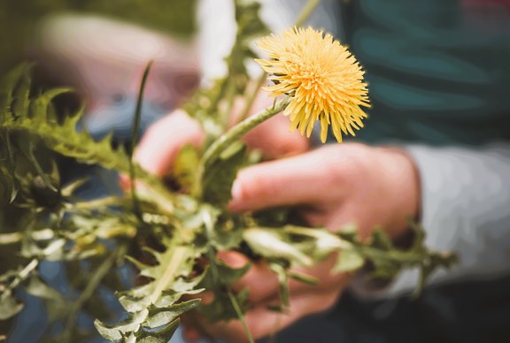 pezibear-dandelion-7263328.jpg